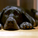 Illustration for article titled Black Dog Syndrome Teaches Us a Crucial Lesson About Science